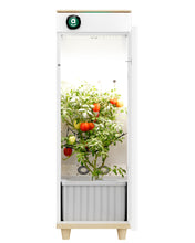 Abby Grow Box