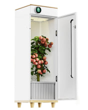 Abby Grow Box
