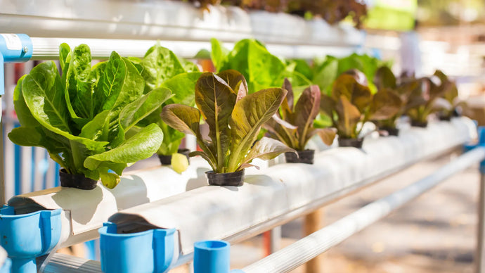 Mastering Hydroponic Nutrients for Advanced Indoor Gardening