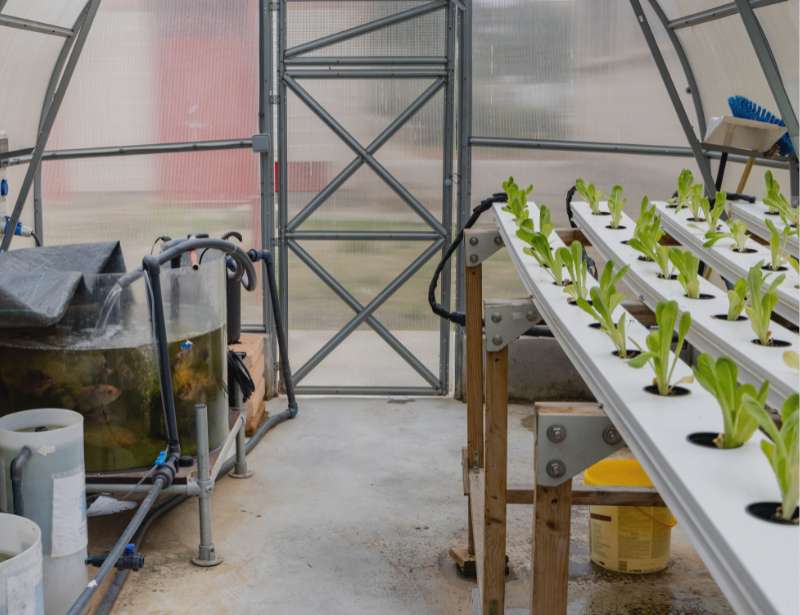 Hydroponics vs Aquaponics
