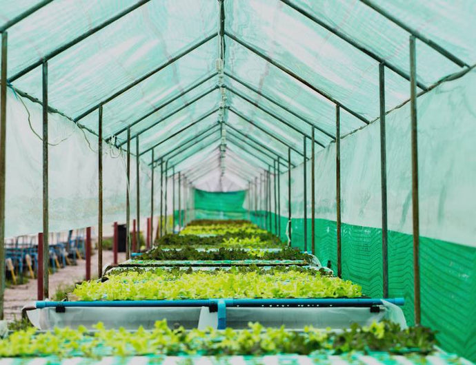 Why Should I Start with My Own Hydroponic Farm?