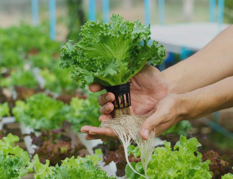 What is Hydroponics? Revolutionizing Agriculture through Water-Based Cultivation
