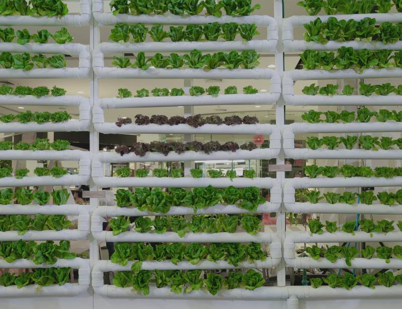 Hydroponics: The Future of Indoor Gardening