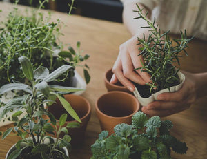 Indoor Gardening Basics: Cultivating Your Green Oasis